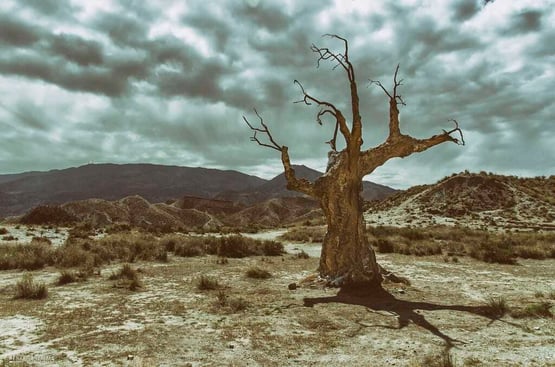 Tree of Woe