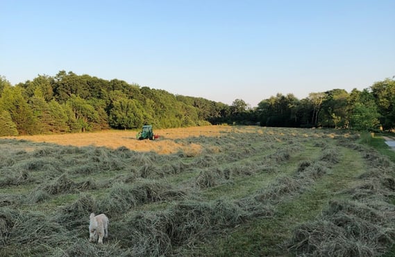 farm day. haycropped